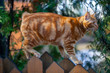 a red Bobtail cat walks in the garden in early spring
