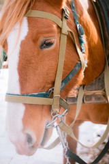 Face of beautiful horse outdoors at a farm