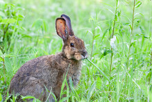 Rabbit Covered In Engorged Black-legged Ticks Or Deer Ticks On An Early Summer Morning In The Grass In Ottawa, Canada