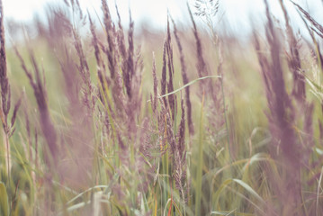 grass in the morning