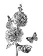 Hollyhock and butterfly - Hand drawn engraving illustration.