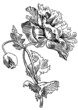 Poppy flower - Hand-drawn vintage style engraving illustration.