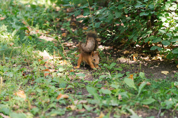 orange squirrel in the forest collects acorns