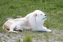 White Lion Lying On The Green Grass