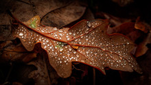 Close-up Of Raindrops On Maple Leaves During Rainy Season