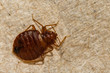 A close up of a Common Bed Bug (Cimex lectularius)