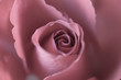 © juliapetersson - pink rose close up
