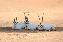A Group Of Four Arabian Oryxes Resting In Shade During Day Time.