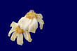 Isolated pastel yellow white aged peony blossom pair macro on bold blue background