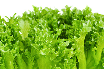 Wall Mural - Closeup of green lettuce leaves on white background