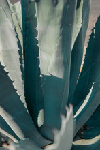 Close-up Of Aloe Vera Plant