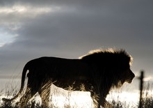 Side View Of Silhouette Lion On Land Against Sky During Sunset
