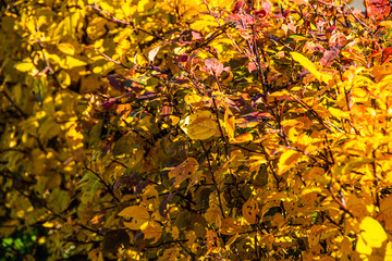 Wall Mural - yellow foliage of trees in the autumn park