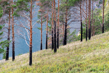  pine forest on summer day, long high trunks of coniferous trees