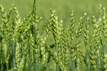 Green Wheat field. Wheat field in july.Beautiful green cereal field background                            