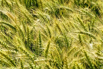 Background of cereal field, close up of cereal field. Tritikale cereal field in summer. Wheat and Rye field in Latvia