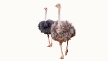 Clipping Path Of Ostrich