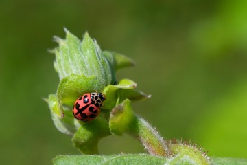 Coccinella