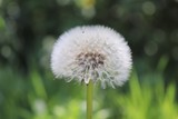 Fototapeta Dmuchawce - Fleur de pissenlit au printemps sur fond d'herbe - Département du Rhône - France