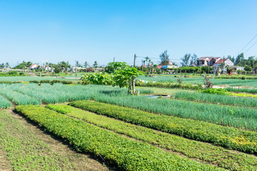 Tra Que village, organic vegetable field, near Hoi An old town, Vietnam