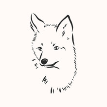 Fox Portrait. Hand Drawn Vector Illustration. Can Be Used Separately From Your Design. Portrait Of A Fox, Fox Head Vector Sketch Illustration