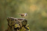 Fototapeta  - Crested tit perched on a stump.