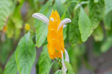 Yellow shrimp plant with green leaves in the background in Rio de Janeiro.