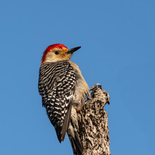 Portrait Of A Red Bellied Woodpecker