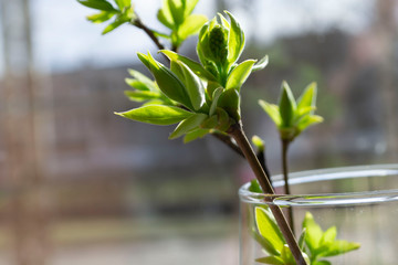 Wall Mural - green plant in a vase