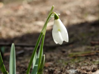 Beautiful spring forest snowdrops close-up