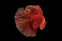 Close-up Of Siamese Fighting Fish Against Black Background
