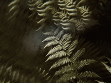 Close-up Of Fern Leaves