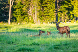 Fototapeta Tulipany - Mule Deer at Yellowstone