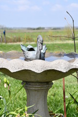 Wall Mural - Bird Bath