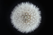 Intact Dandelion White Seed Head Close Up On Black Background; Color Studio Photo.