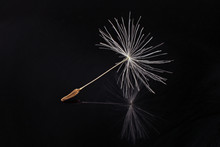 Pappus Of  Taraxacum Officinale Dandelion Seed On Black Background; Color Close Up Photo.