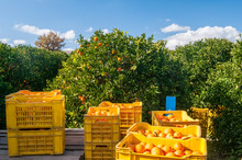Harvest Time. Boxes Full Of Just Picked Tarocco Oranges, Sicily