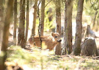 Sticker - wild boar, sus scrofa, spring behavior, Europe nature, mammal life, Life in the forest, wild boar in the nature, wild boar in the forest, wild pig, hidden life	