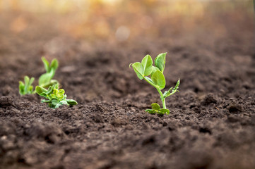 Wall Mural - Delicate green shoots of young peas grow in rows in a field in the morning sun. Selective focus.