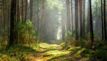 Sun Beams Over A Path In The Forest