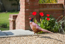 Male Pheasant Roaming In A Garden, UK