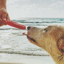 Cropped Image Of Man Feeding Popsicle To Dog At Beach