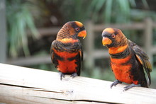 Close-up Of Orange Parrots Perching On Bamboo