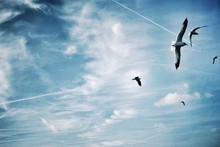 Low Angle View Of Seagulls Flying Against Blue Sky