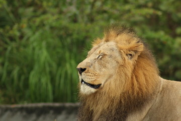 Canvas Print - Lion