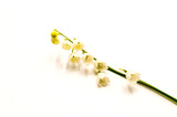 Fototapeta Sawanna - Sprig of lily of the valley flowers, isolated on white background.