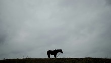 Silhouette Horse On Field Against Cloudy Sky
