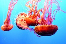Close-up Of Orange Jellyfishes Swimming Underwater