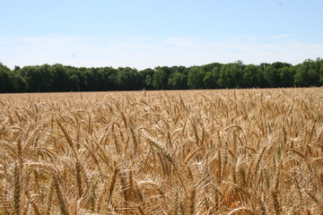 Wall Mural - Alabama Wheat 2020 I 