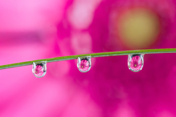 Wall Mural - Reflection of a pink flower in a water drop on a grass blade, pink background